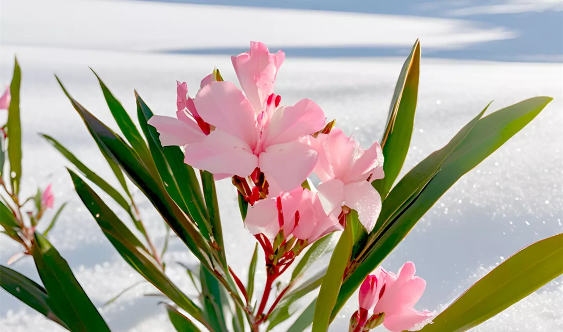 Überwinterung von Kübelpflanzen im Rosengut