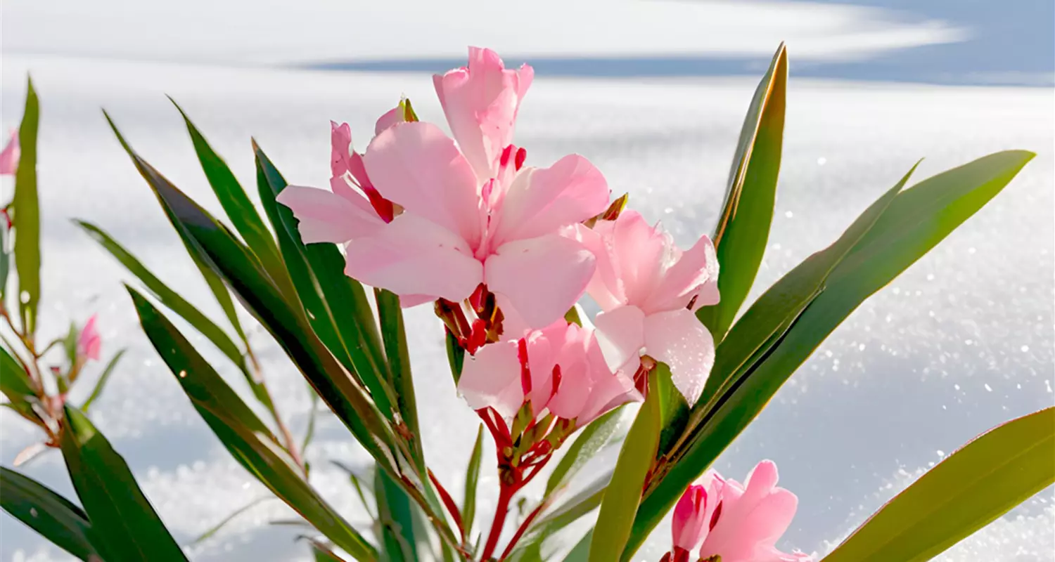 Oleander im Schnee