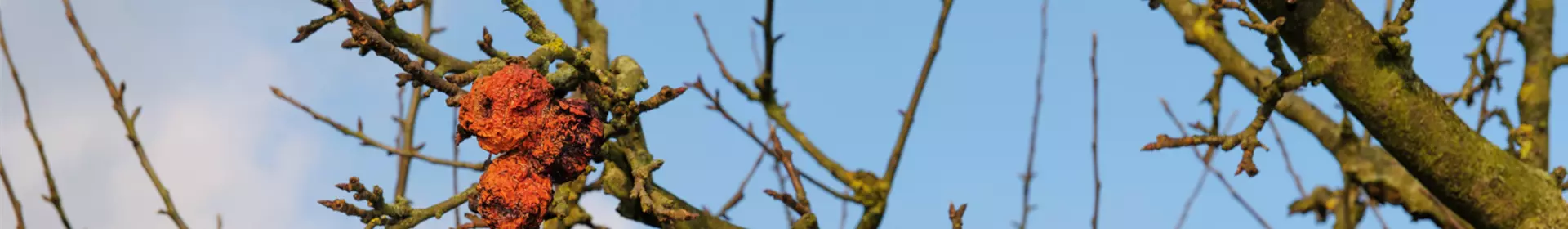 Gartentipp im Januar: Entspannter Start ins neue Gartenjahr - Rosengut Langerwisch
