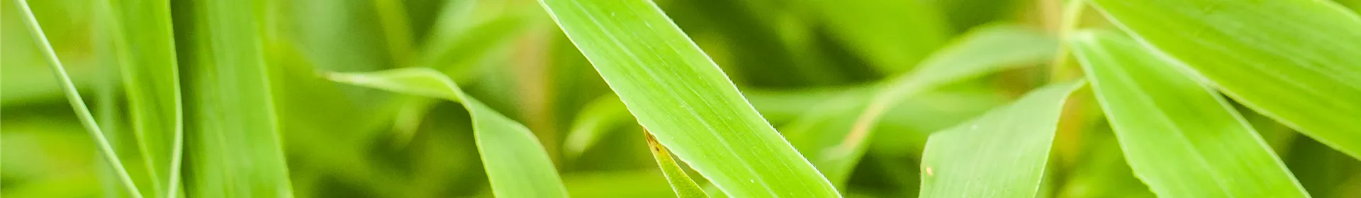 Die Bambus-Pflege - Rosengut Langerwisch