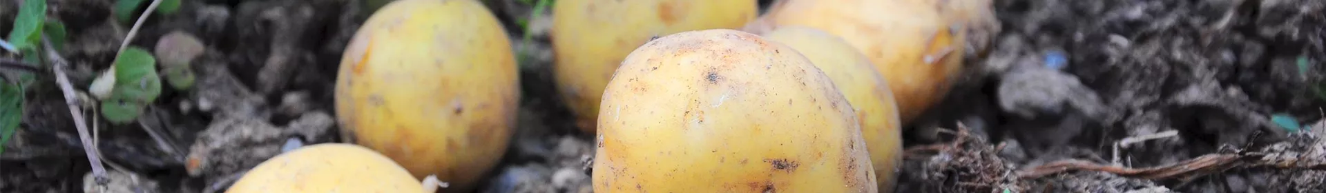 Gartentipp im März: Kartoffeln einfach anbauen - Rosengut Langerwisch