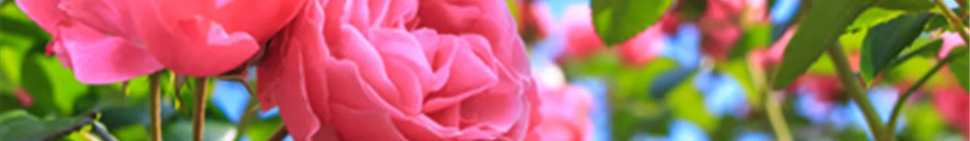 Rosen-Woche - Rosengut Langerwisch
