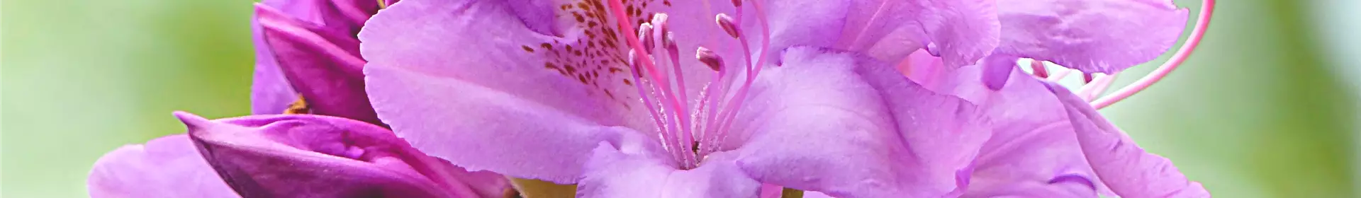 Gartentipp im April: Rhododendren richtig pflanzen und pflegen - Rosengut Langerwisch