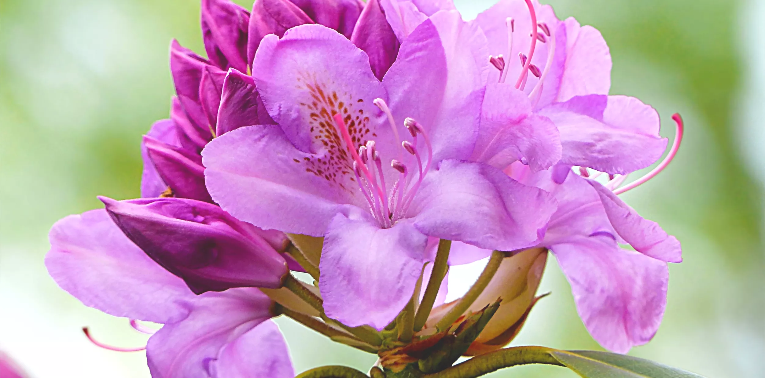 Rhododendren.jpg