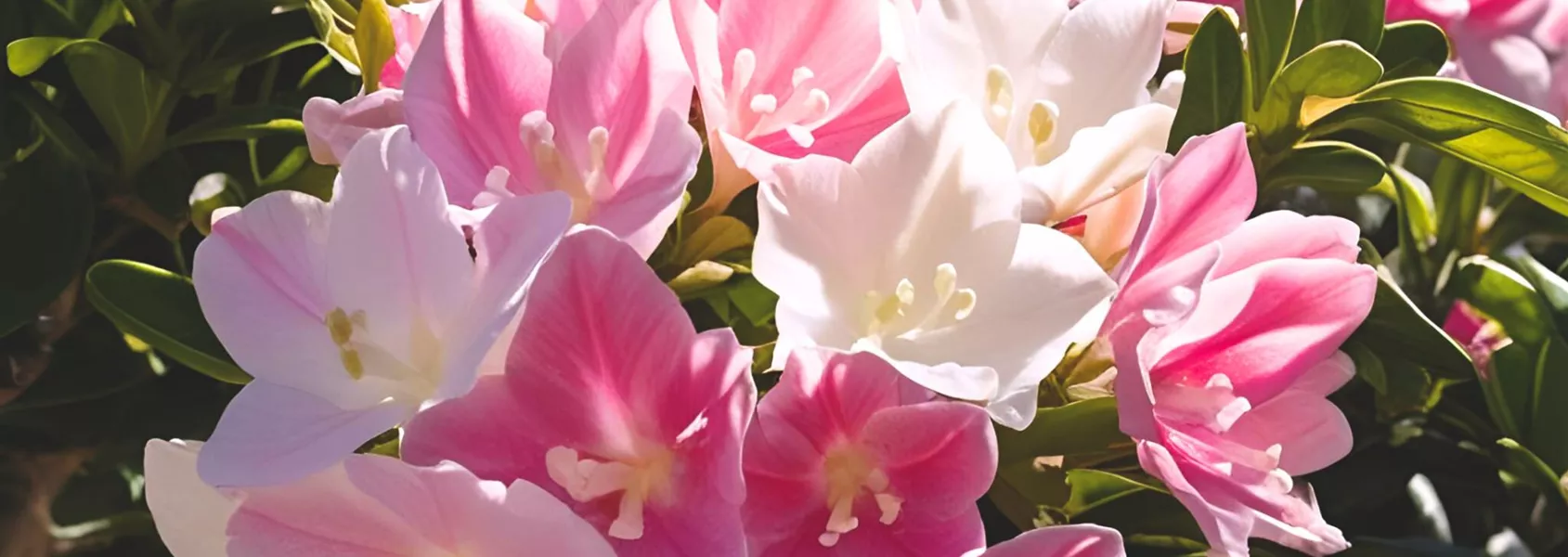 Oleander.jpg