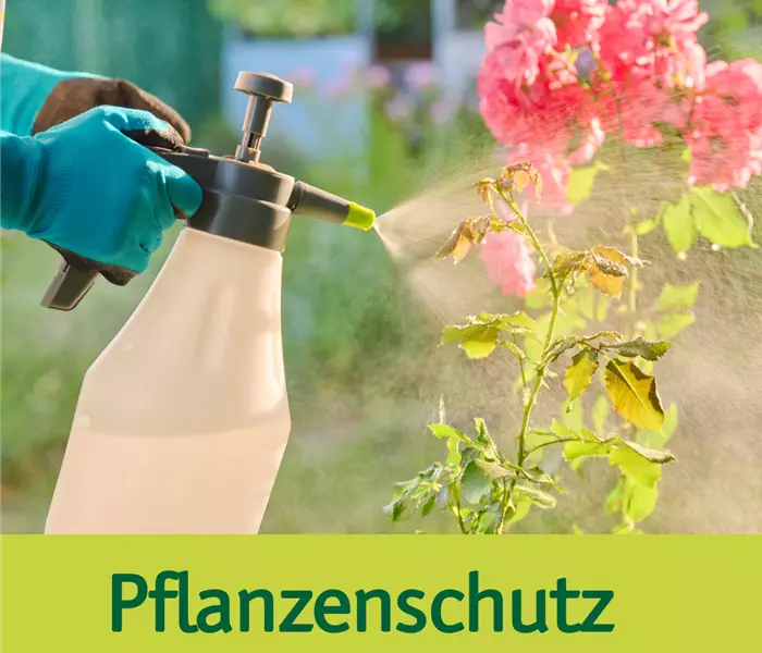 Rosen schützen