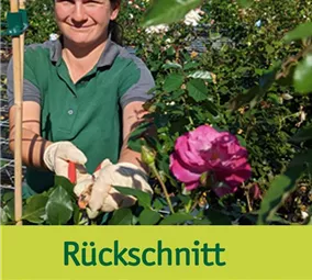 Rosen schneiden2.jpg