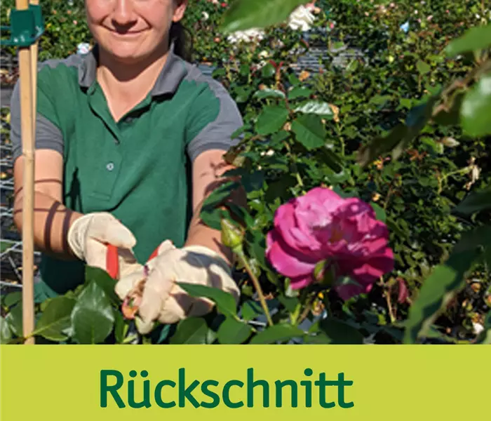 Rosen schneiden