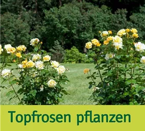 Rosen_pflanzen2.jpg