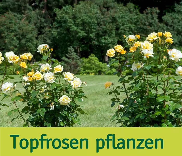 Rosen pflanzen