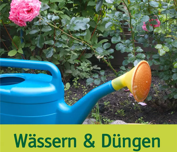 Rosen wässern