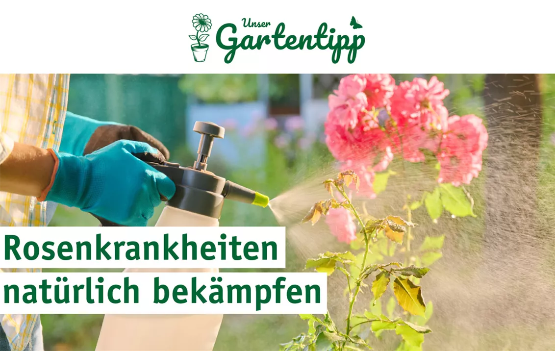 2025_05_25_Nacht-der-Rosen-Rosenkrankheiten.jpg