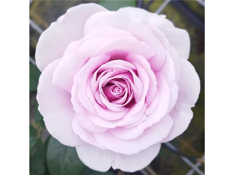 Rosa 'Pacific Blue'