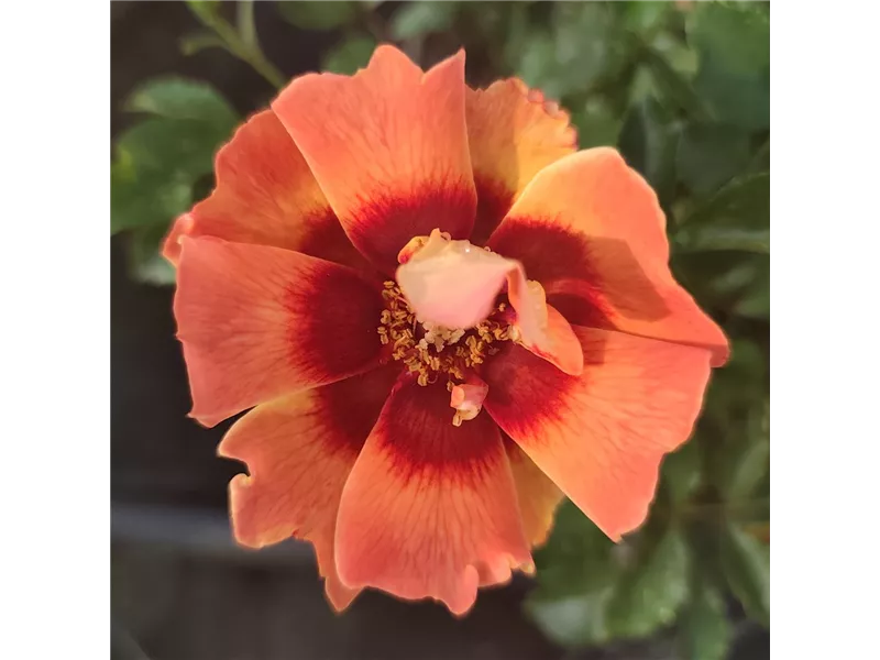 Rosa 'Flame Babylon Eyes®'