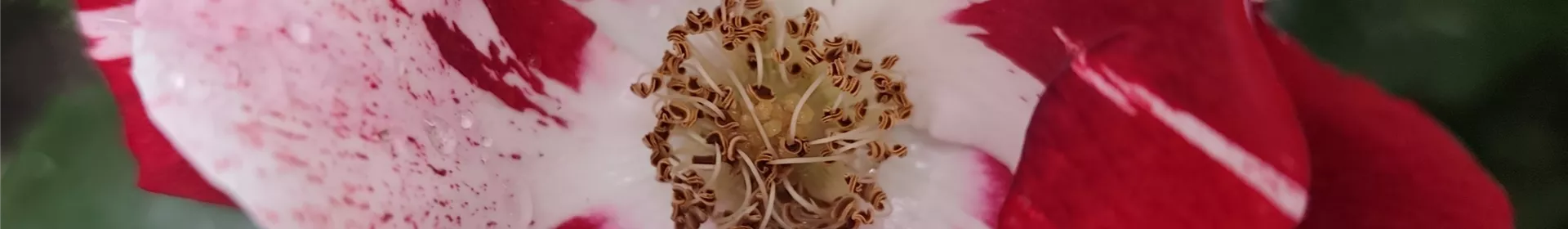 Bodendecker- und Kleinstrauchrosen - Rosengut Langerwisch