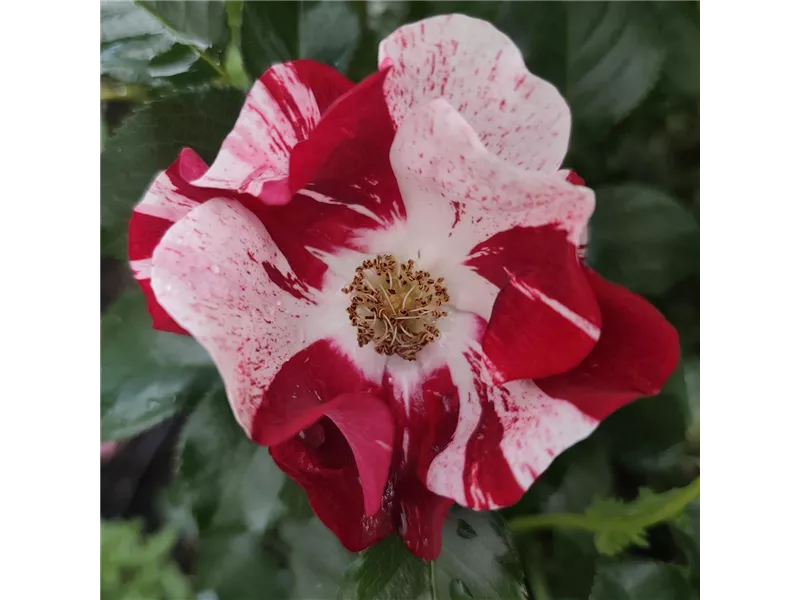 Rosa 'Simsalabim®'