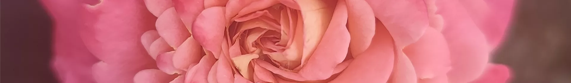 Edelrosen - Rosengut Langerwisch