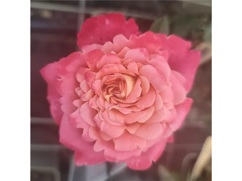  Rosa 'Avant Garde®'