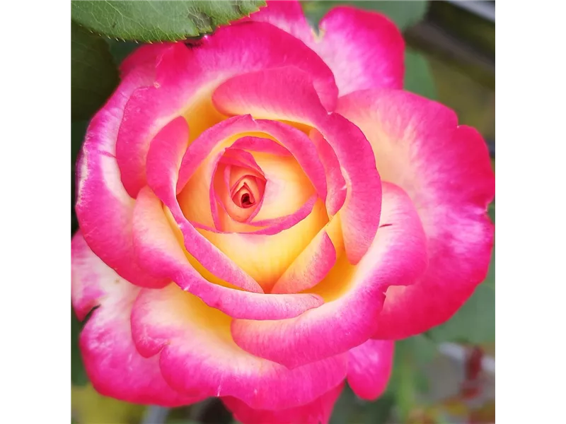 Rosa 'Pop Star®'