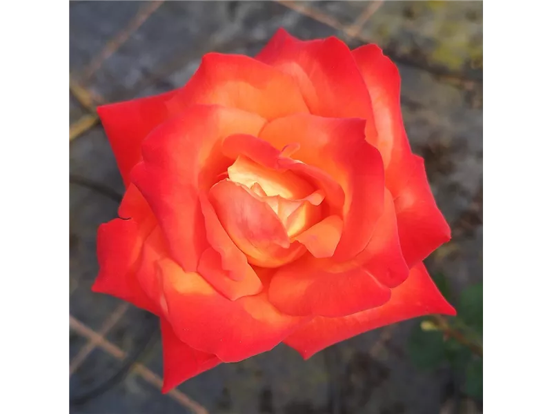 Rosa 'France Libre®' deljaunor