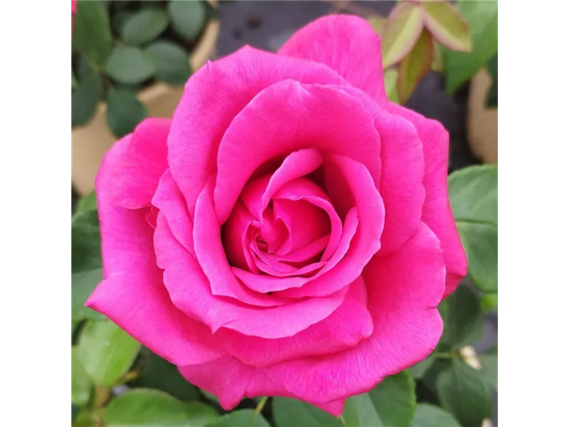 Rosa 'Harald Wohlfahrt®' delcherot