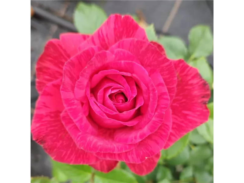 Rosa 'Red Intution®' delstriro