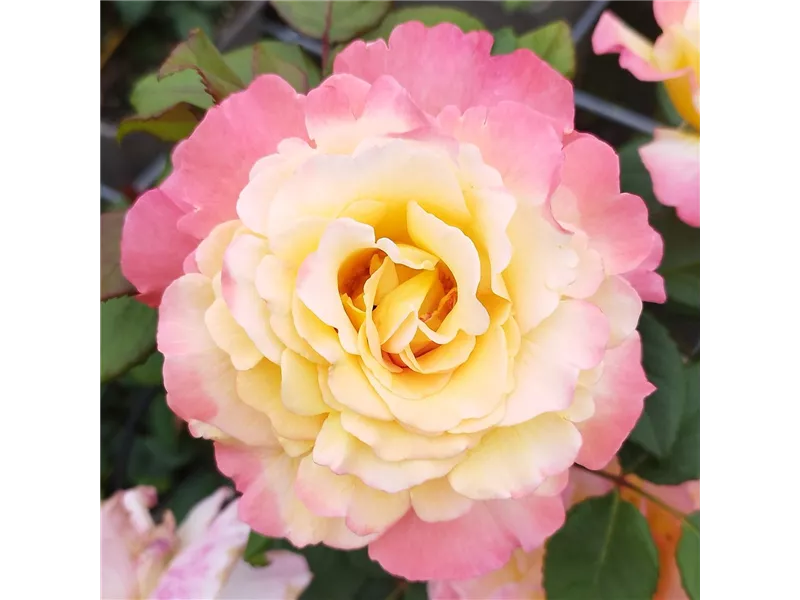Rosa 'Aquarell®'
