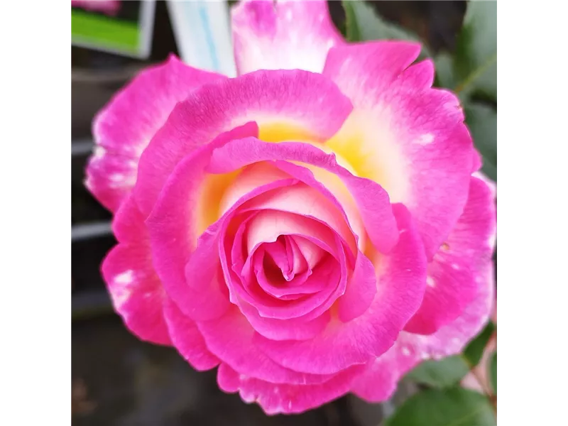 Rosa 'Sweet Delight®'