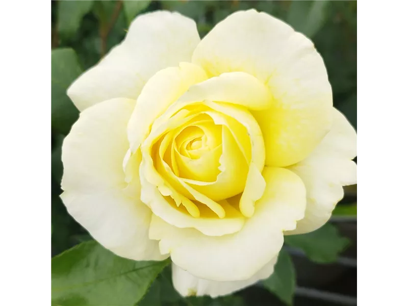 Rosa 'Limona '