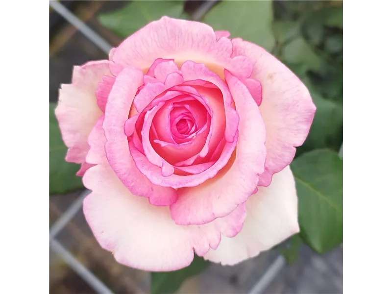 Rosa 'Souvenir de Baden-Baden®'