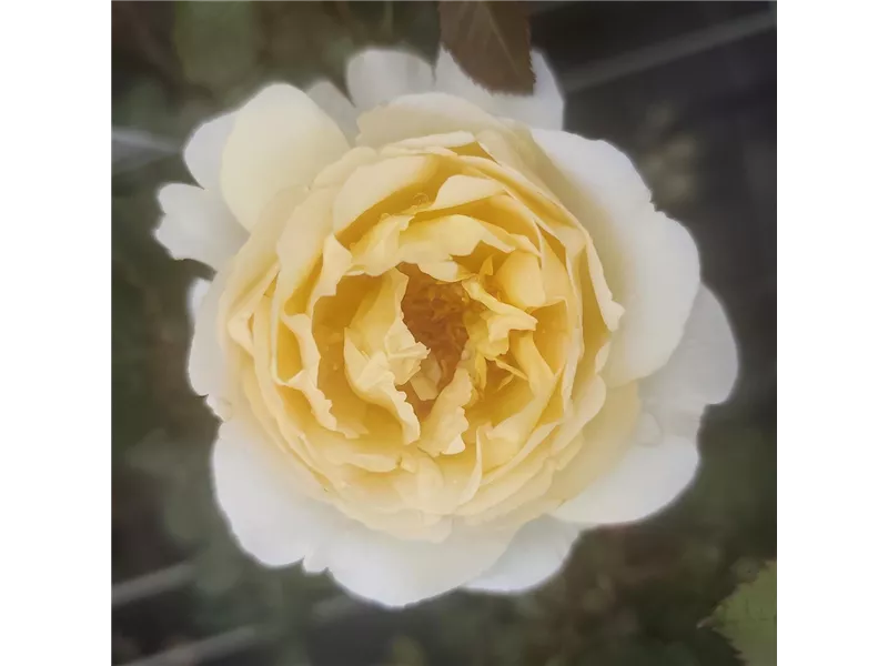  Rosa 'Marzipan®'