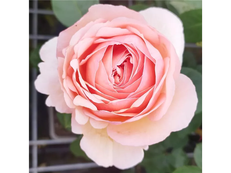 Rosa 'Tropicana®'