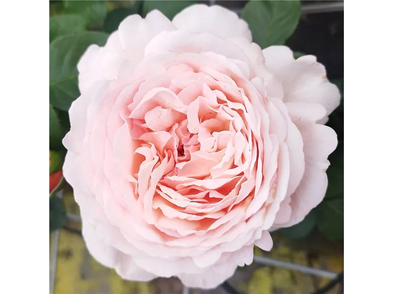 Rosa 'Tropicana®'