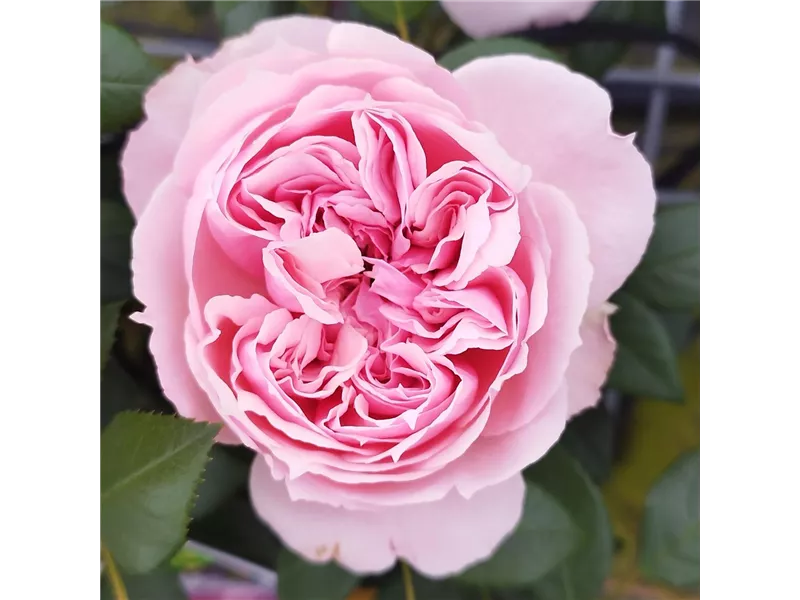 Rose 'Schöne Maid®'