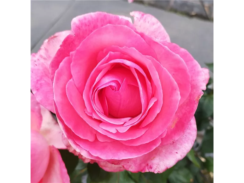 Rosa 'Gräfin Bettina Bernadotte®' 