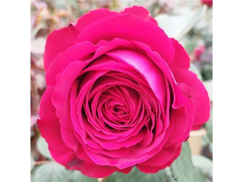 Rosa 'La Rose des 4 vents®' delroufra 