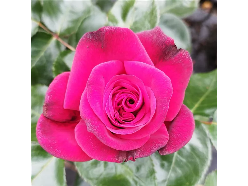 Rosa 'La Rose Monsieur®' delrouniparf 