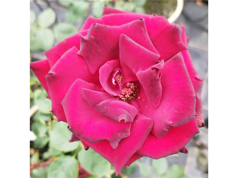Rosa 'Perle Noire®' delurt