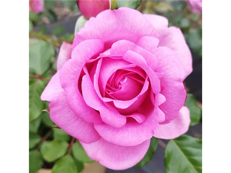 Rosa ' Pompadour®' jacdeli