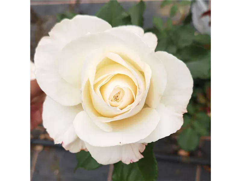 Rosa 'Princesse Astrid de Belgique®' delcrebla
