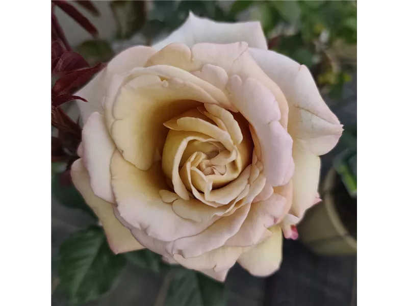 Rosa 'Rallye des Gazelles®' deltoffee