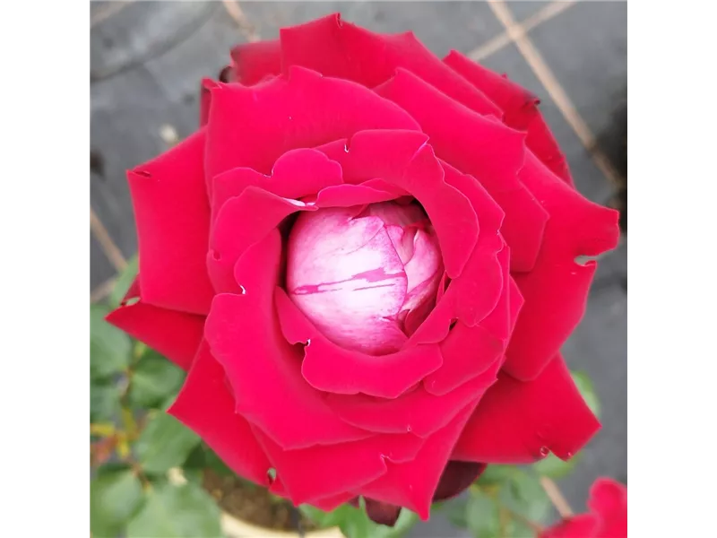 Rosa 'Alléluia®' delatur
