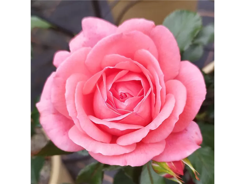Rosa 'Bijou Corail®' delsaumparf 