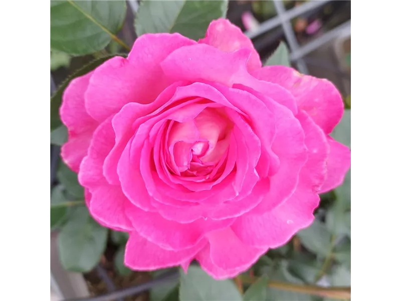 Rosa 'Borneo Odore®'