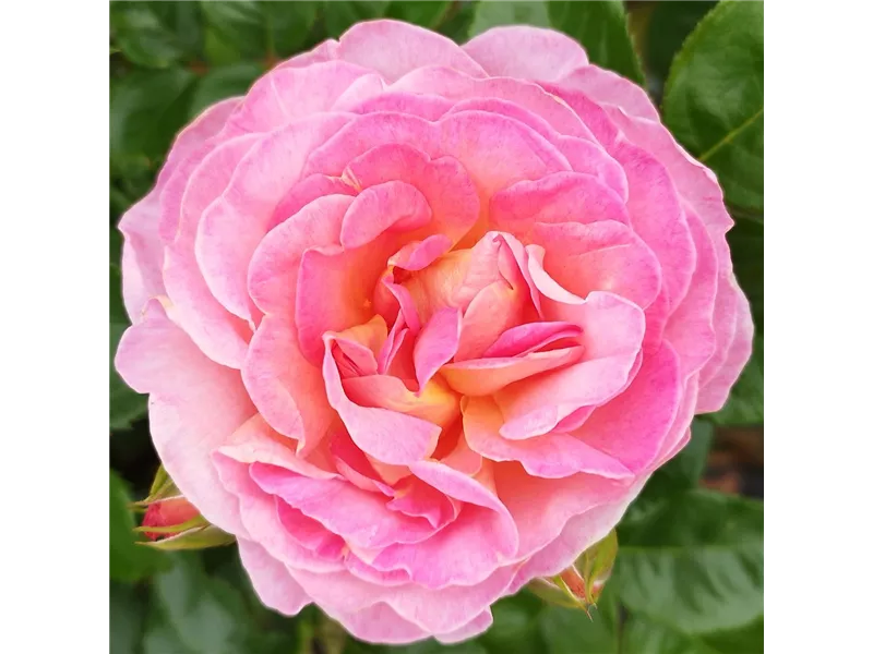 Rosa 'Dornburger Schlossrose®'
