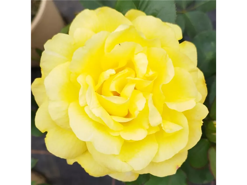 Rosa 'President Armand Zinsch'® delzinsch 