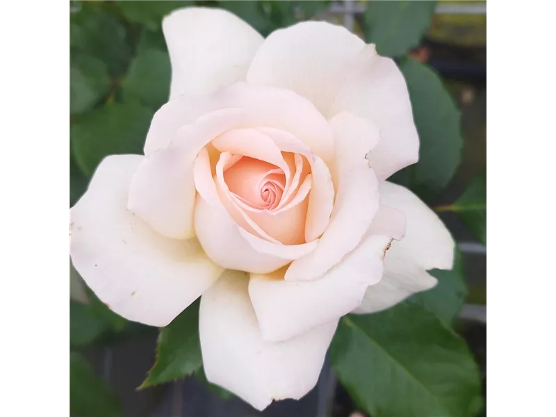 Rosa 'Chandos Beauty®'