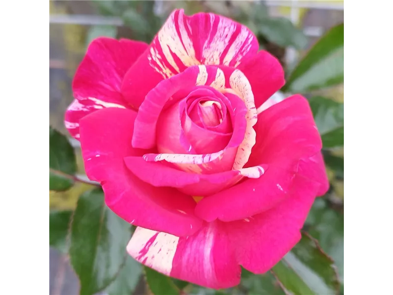 Rosa 'Broceliande®'