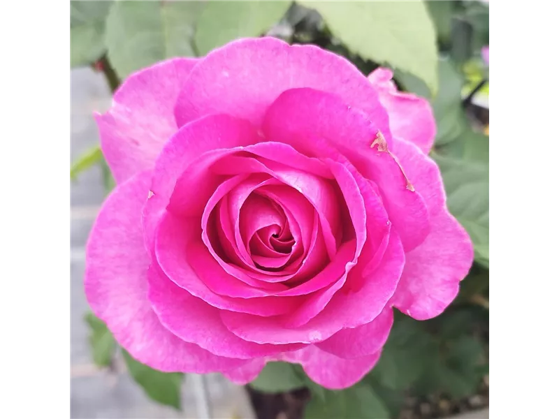 Rosa 'Carmen Würth®'