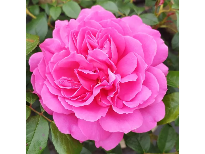 Rosa 'Saint Exupery'® delrospiv